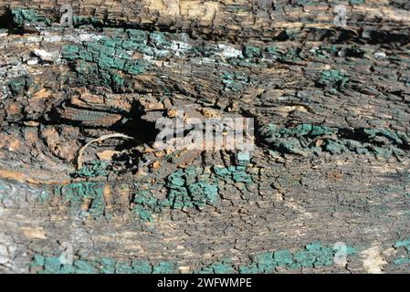 Eine alte große, verwelkte Holzplatte mit abblätternder grüner Farbe, ein dickes Brett mit Pilzen und Korrosion mit interessanter Struktur und Textur Stockfoto