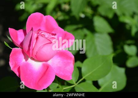 Nach starkem Regen geöffnete Rosenknospe, stieg in Wassertropfen auf. Stockfoto