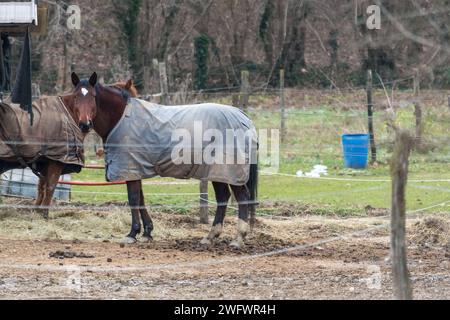 Wunderschönes Pferd mit einem cape in einem Korral im Freien an einem Wintertag. Stockfoto