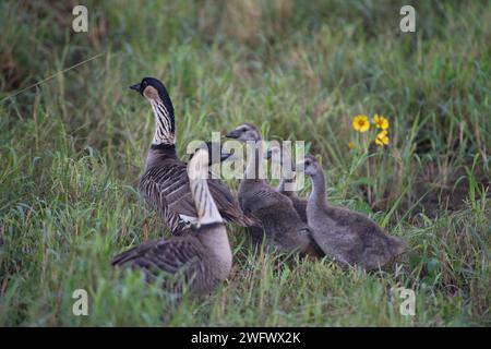 KEKAHA, Hawai’i (19. Januar 2024) zwei hawaiianische nene (hawaiianische Gänse) spazieren mit neuen Gosings auf der Pacific Missile Range Facility (PMRF), Barking Sands, Kekaha, Hawaii. Die hawaiianische nene ist Hawaiis Staatsvogel und wird derzeit vom Bundesstaat Hawaii als gefährdet angesehen. Als neue Infrastruktur und Raubtiere auf die hawaiianischen Inseln eingeführt wurden, erreichte die Bevölkerung in den 1950er Jahren nach Angaben des U.S. Department of Fish and Wildlife ein extrem niedriges Niveau von etwa 30 Vögeln. aber mit Hilfe von landesweiten Erhaltungsbemühungen haben die Vögel ein deutliches Comeback mit bis zu 637 einzelnen n Stockfoto