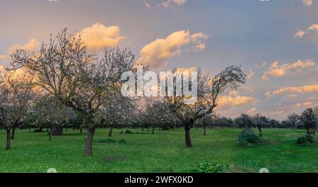 Wenn die Sonne untergeht, erwacht ein ruhiger Obstgarten mit dem sanften Licht der Dämmerung zum Leben. Blühende Bäume stehen stolz im üppigen Gras, während ein gemalter Himmel Stockfoto