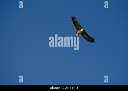 Ein Rotschwanzfalke schwebt am 5. Januar 2024 über New Hogan Lake, Kalifornien. Am selben Tag nahmen die Parkranger des U.S. Army Corps of Engineers Sacramento District bei zehn Wasserressourcenprojekten des Distrikts an der jährlichen National Midwinter bald Eagle Survey des U.S. Geological Survey am 5. Januar 2024 Teil. Ziel der Umfrage ist es, den Status der überwinterenden Weißkopfseeadler-Populationen in den angrenzenden Vereinigten Staaten zu überwachen, indem nationale und regionale Trends insgesamt und nach Altersklassen geschätzt werden. Jedes Jahr im Januar zählen mehrere hundert Individuen Adler entlang standardmäßiger, sich nicht überschneidender Vermessungswege. Stockfoto