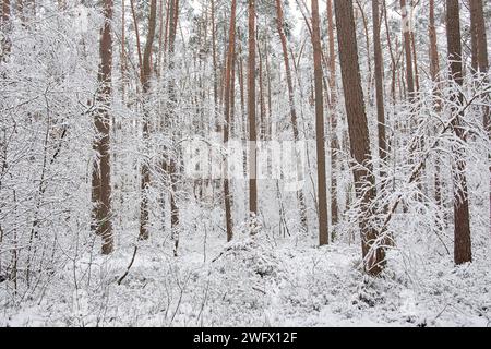 Schöne Winterlandschaft, Bäume und Feld mit Schnee bedeckt Stockfoto