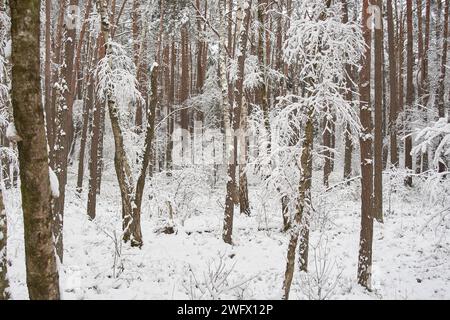 Schöne Winterlandschaft, Bäume und Feld mit Schnee bedeckt Stockfoto