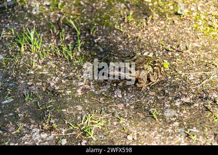 Ein Frosch, der auf einem Feldweg sitzt Stockfoto