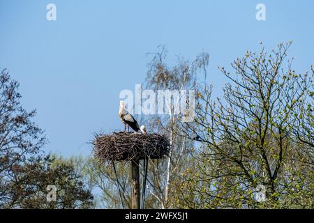 Zwei Störche in ihrem Nest vor einem blauen Himmel und Zweige von Bäumen im Hintergrund Stockfoto