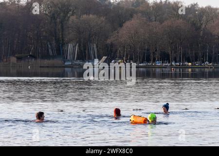 Wilde Schwimmer schwimmen Kaltwasser am Frensham Great Pond an einem Wintermorgen in Surrey, England, Großbritannien. Februar 2024. Wellness-Konzept, Gesundheit, Natur Stockfoto