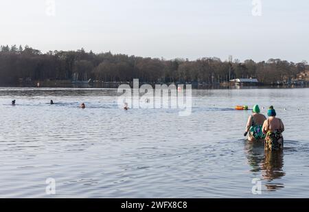 Wilde Schwimmer schwimmen Kaltwasser am Frensham Great Pond an einem Wintermorgen in Surrey, England, Großbritannien. Februar 2024. Wellness-Konzept, Gesundheit, Natur Stockfoto