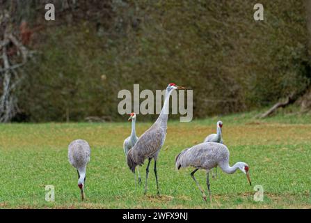 Eine Gruppe von ausgewachsenen Sandkranichen, die im Winter in Tennessee auf dem grasbewachsenen, schlammigen Farmfeld mit den Wäldern im Hintergrund nach Nahrung suchen Stockfoto