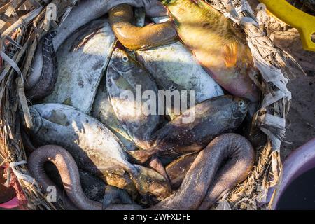 Frisch gefangener Fisch mit Meeresfrüchten am Strand in der Nähe des Fischerdorfs, Nahaufnahme Stockfoto