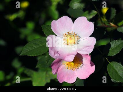 Nahaufnahme einer Hunderose - Rosa canina in Blüte. Sintra, Portugal. Stockfoto