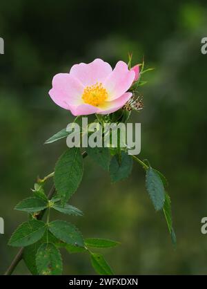 Nahaufnahme einer einsamen Hunderose - Rosa canina in Blüte. Sintra, Portugal. Selektiver oberer Fokus für Effekte. Leerzeichen für Text. Stockfoto