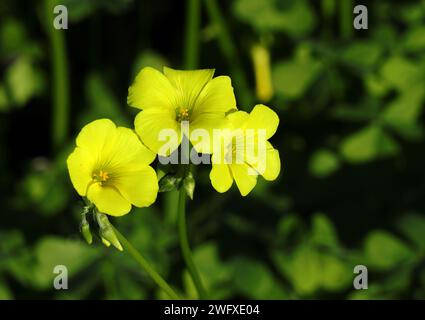 Frühling. Oxalidaceae. Gelber Holzsorrel – Oxalis pes-caprae in Blüte. Auch bekannt als Yellow Shamrock oder Florida Buttercup (USA) Frühling - Portugal Stockfoto