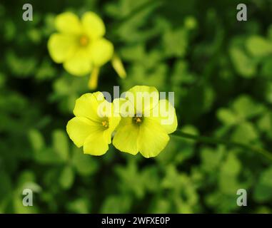 Frühling. Oxalidaceae. Gelber Holzsorrel – Oxalis pes-caprae in Blüte. Auch bekannt als Yellow Shamrock oder Florida Buttercup (USA) Frühling - Portugal Stockfoto