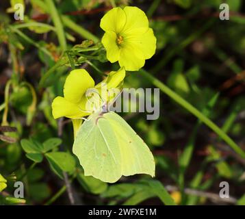 Ein Schwefel-Schmetterling - Gonepteryx rhamni ernährt sich von einer frischen Sauerampfer-Blume. Oxalis pes-caprae. Frühjahrszeit, Oeiras, Portugal. Stockfoto