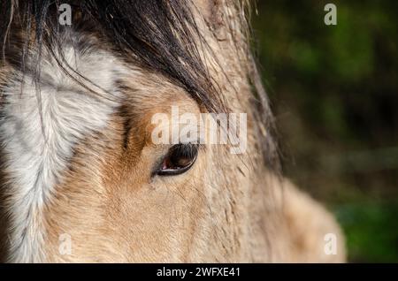 Nahaufnahme eines Pferdeauges mit detaillierten Gesichtszügen und Mähne bei natürlichem Außenlicht Stockfoto