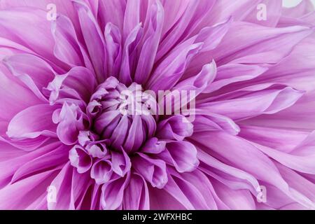 Dahlienblume. Canfield Fair. Mahoning County Fair. Canfield, Youngstown, Ohio, USA. Stockfoto