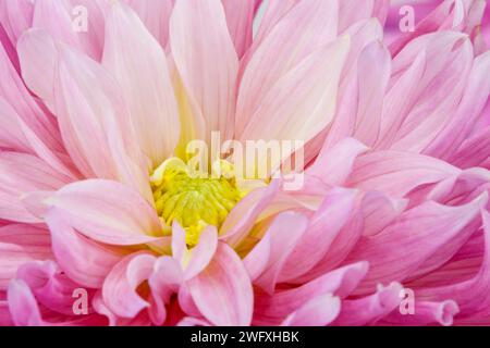 Dahlienblume. Canfield Fair. Mahoning County Fair. Canfield, Youngstown, Ohio, USA. Stockfoto