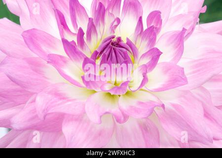 Dahlienblume. Canfield Fair. Mahoning County Fair. Canfield, Youngstown, Ohio, USA. Stockfoto