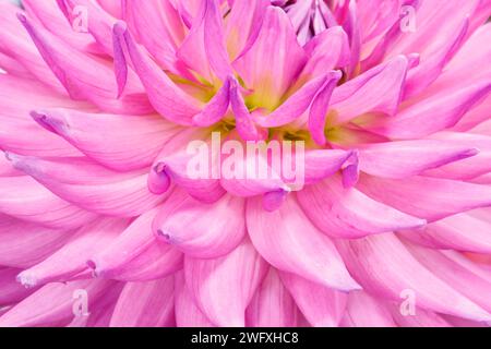 Dahlienblume. Canfield Fair. Mahoning County Fair. Canfield, Youngstown, Ohio, USA. Stockfoto