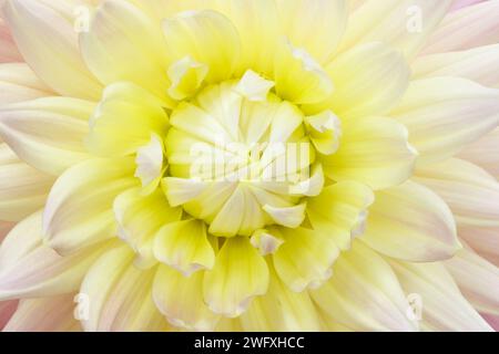 Dahlienblume. Canfield Fair. Mahoning County Fair. Canfield, Youngstown, Ohio, USA. Stockfoto