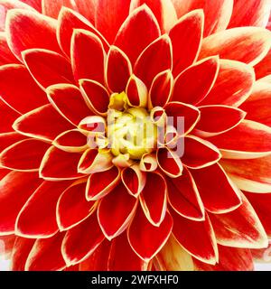 Dahlienblume. Canfield Fair. Mahoning County Fair. Canfield, Youngstown, Ohio, USA. Stockfoto