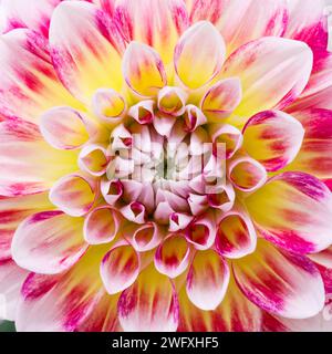 Dahlienblume. Canfield Fair. Mahoning County Fair. Canfield, Youngstown, Ohio, USA. Stockfoto