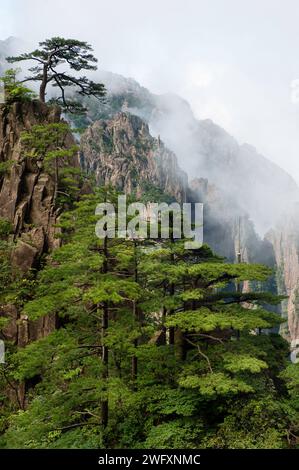 Das Wolkenmeer schwimmt in der Nordsee der Huangshan Yellow Mountains. Stockfoto