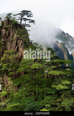 Das Wolkenmeer schwimmt in der Nordsee der Huangshan Yellow Mountains. Stockfoto