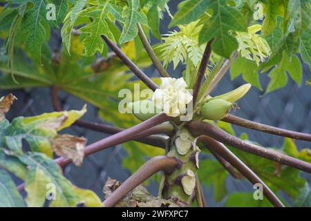 Papaya-Baum mit Papaya-Blüte und kleinen Papaya-Früchten Stockfoto