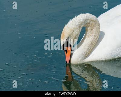 cygnus olor, ein ausgewachsener, stummer Schwan, der im Farmoor Reservoir in Farmoor Wasser trinken will, mit symmetrischer Reflexion darunter Stockfoto