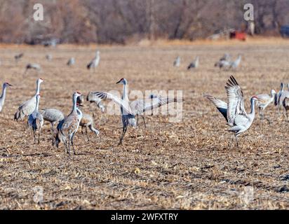 Sandhill Cranes, die auf einem Farm Field in der Nähe von Kearney, Nebraska, zu sehen sind Stockfoto