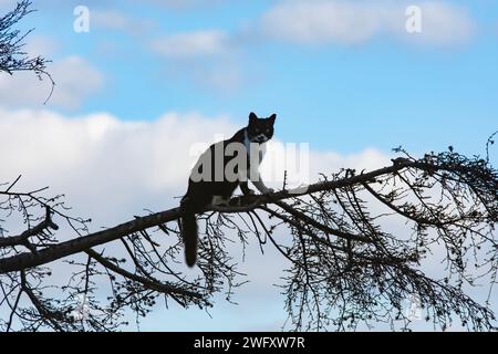 Katze denkt, es sei ein Vogel und klettert auf Äste Stockfoto