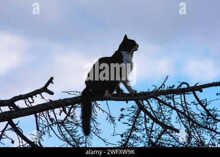 Katze denkt, es sei ein Vogel und klettert auf Äste Stockfoto