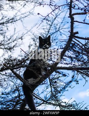 Katze denkt, es sei ein Vogel und klettert auf Äste Stockfoto