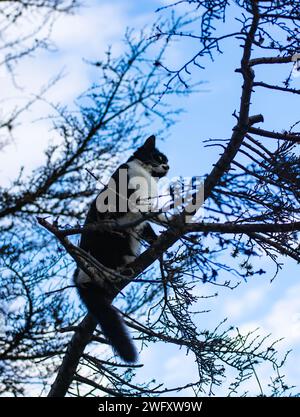 Katze denkt, es sei ein Vogel und klettert auf Äste Stockfoto