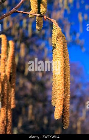Gemeine Haselnuss (Corylus avellana). Betulaceae. Männliche und weibliche Blumen. Laubbaum, Wild- und Kulturpflanze. Stockfoto