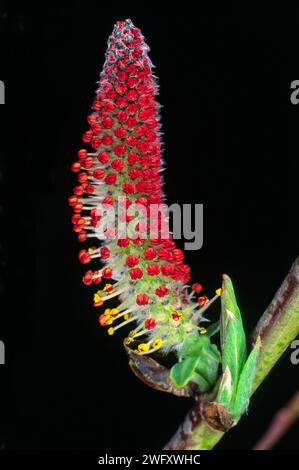 Violette Weide (Salix purpurea). Salicaceae. Männliche Blumen. Laubbaum, wilde Pflanze. Stockfoto