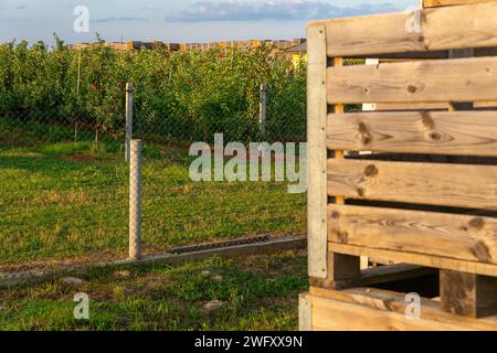 Ein großer Stapel Holzkisten für die Ernte von Äpfeln in einem Apfelgarten auf einem belarussischen Bauernhof. Stockfoto