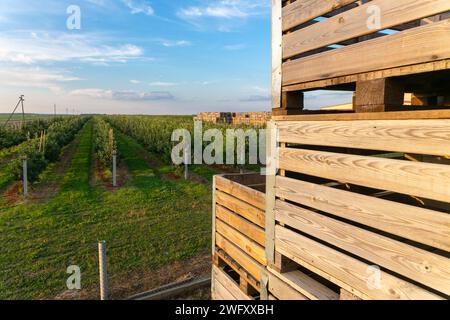 Ein großer Stapel Holzkisten für die Ernte von Äpfeln in einem Apfelgarten auf einem belarussischen Bauernhof. Stockfoto