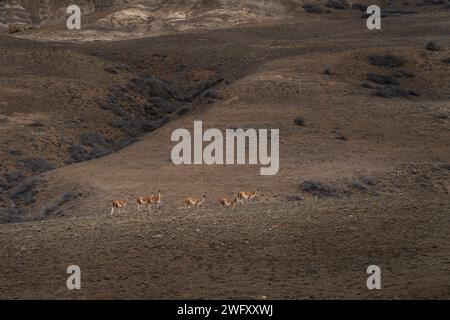 Guanaco im Nationalpark Los Glaciares. Lamasherde auf der Wiese in Argentinien. Stockfoto