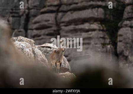 Iberischer Steinbock auf dem Felsen in Natural Torcal de Antequera. Seltener Steinbock in den Pyrenäen. Seltene Tiere in Spanien. Stockfoto