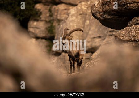 Iberischer Steinbock auf dem Felsen in Natural Torcal de Antequera. Seltener Steinbock in den Pyrenäen. Seltene Tiere in Spanien. Stockfoto