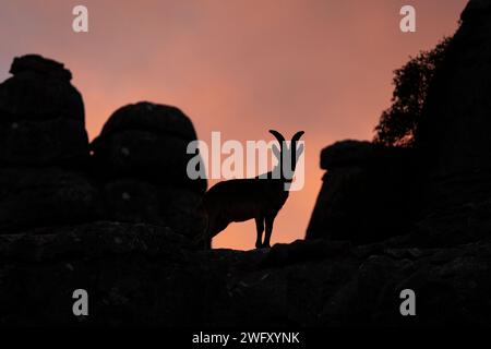 Iberischer Steinbock auf dem Felsen in Natural Torcal de Antequera. Seltener Steinbock in den Pyrenäen. Seltene Tiere in Spanien. Stockfoto
