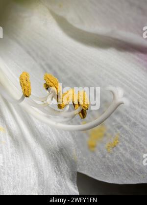 Makrofoto-Stapel Mit Pistil-Fortpflanzungsorganen Amaryllis Amarilis Apfelblüten-Pistil-Blumenkopf Stockfoto