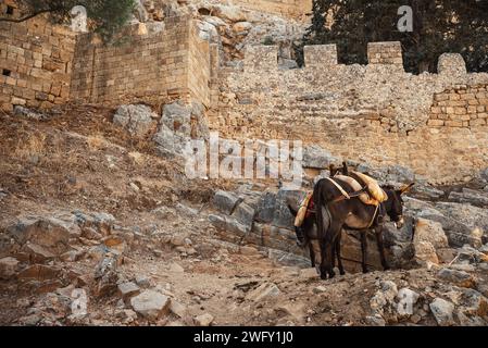 Esel stehen im Schatten und ruhen sich in der Nähe der Akropolis von Lindos aus. Stockfoto