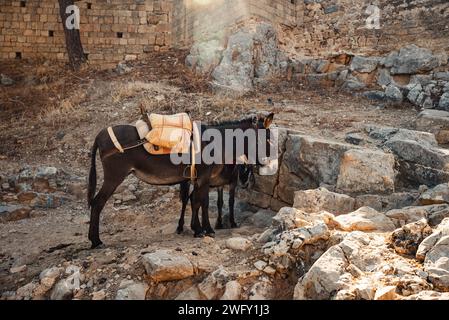 Esel stehen im Schatten und ruhen sich in der Nähe der Akropolis von Lindos aus. Stockfoto