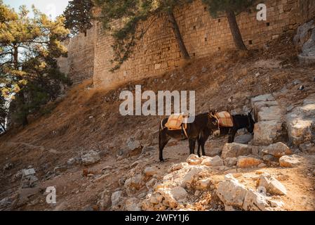 Esel stehen im Schatten und ruhen sich in der Nähe der Akropolis von Lindos aus. Stockfoto