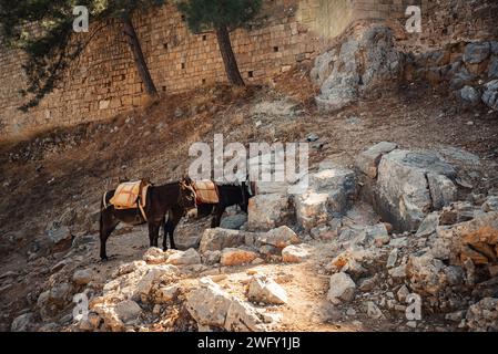 Esel stehen im Schatten und ruhen sich in der Nähe der Akropolis von Lindos aus. Stockfoto