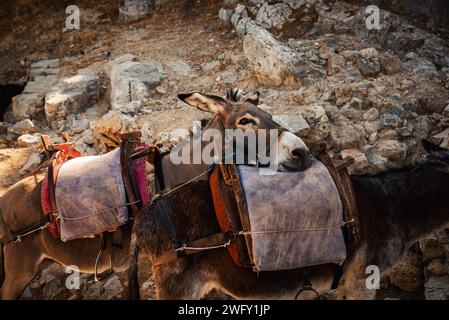 Esel stehen im Schatten und ruhen sich in der Nähe der Akropolis von Lindos aus. Stockfoto